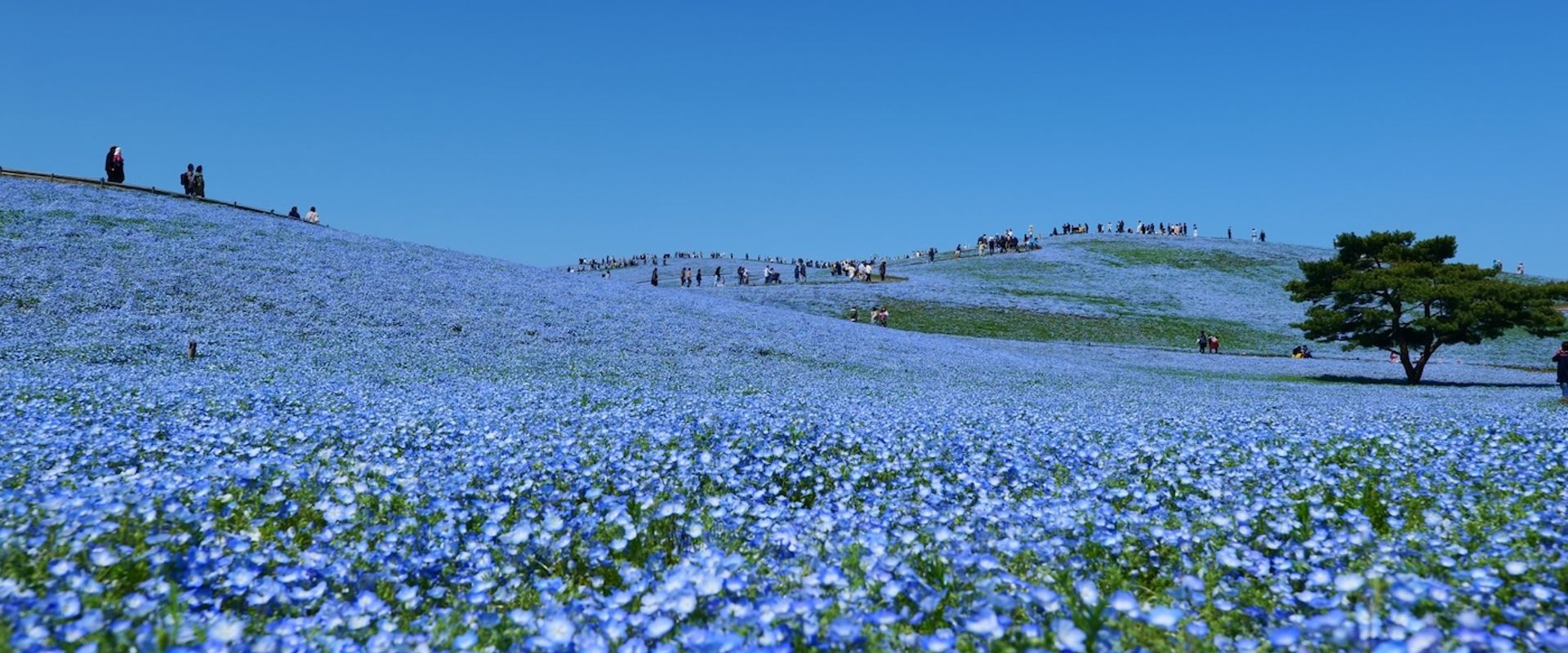 ひたち海浜公園ネモフィラ渋滞回避！地元民が教える裏道ルート＆駐車場攻略【2026年】