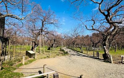 偕楽園｜水戸で日本三名園の歴史と四季の美を体感