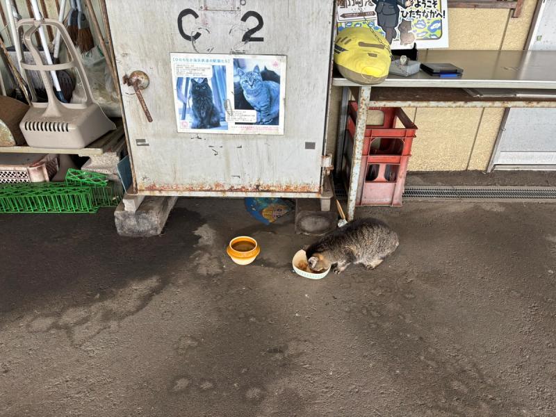那珂湊駅でご飯を食べる駅ネコ