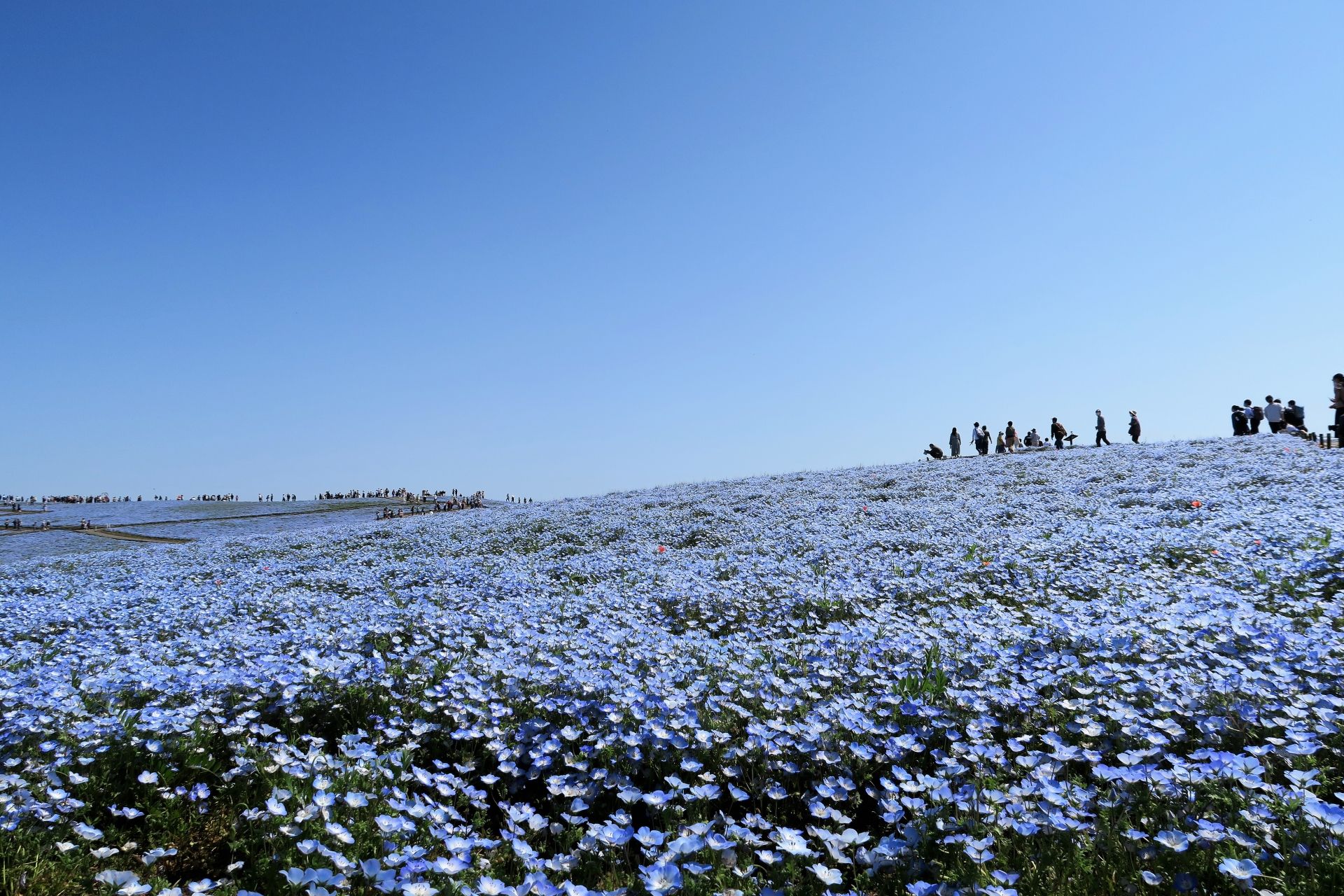 Hitachi Seaside Park Nemophila 2026 | Best Time & Local Tips