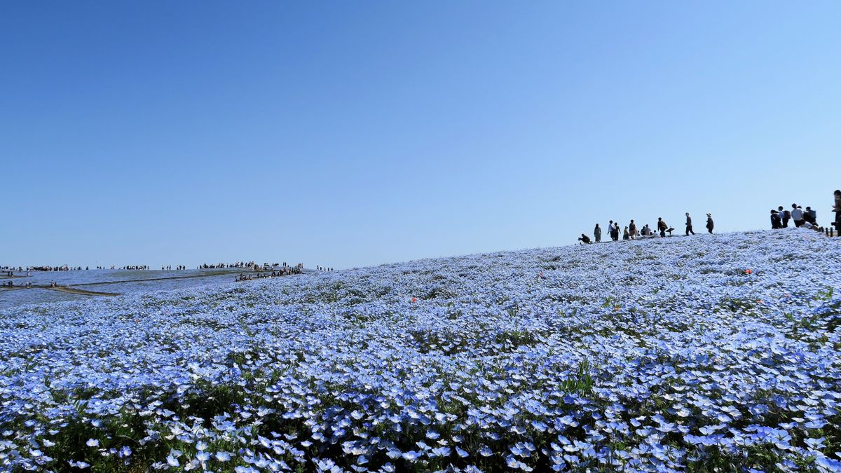 ひたち海浜公園ネモフィラ2026完全ガイド｜見頃予想・服装・園内攻略