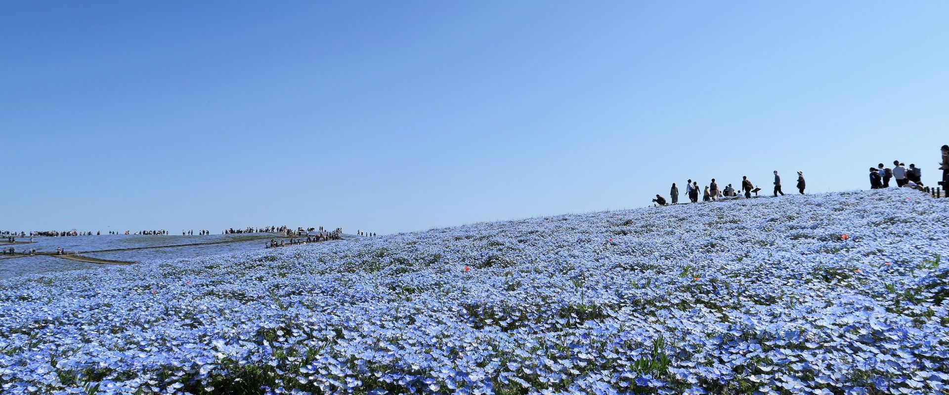 Hitachi Seaside Park Nemophila 2026 | Best Time & Local Tips