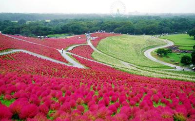 ネモフィラだけじゃない！国営ひたち海浜公園の絶景コキア紅葉【2025年最新版】