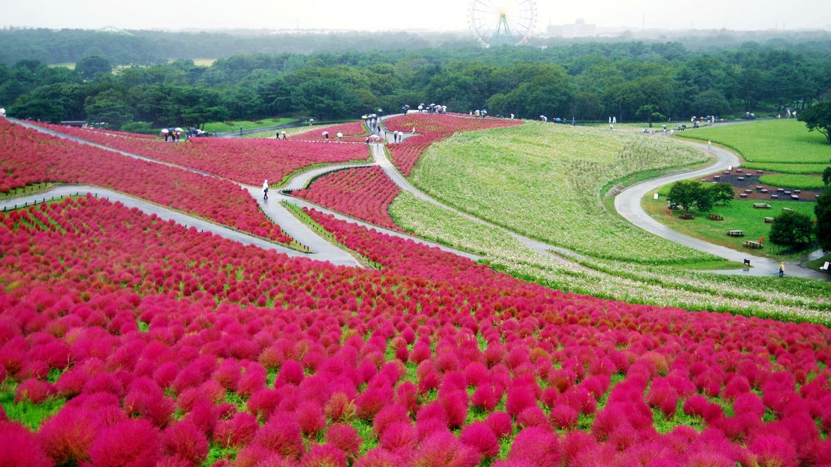 ネモフィラだけじゃない！国営ひたち海浜公園の絶景コキア紅葉【2025年最新版】