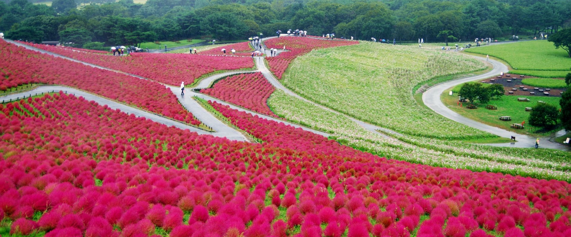 Complete Guide to Kochia at Hitachi Seaside Park 2026