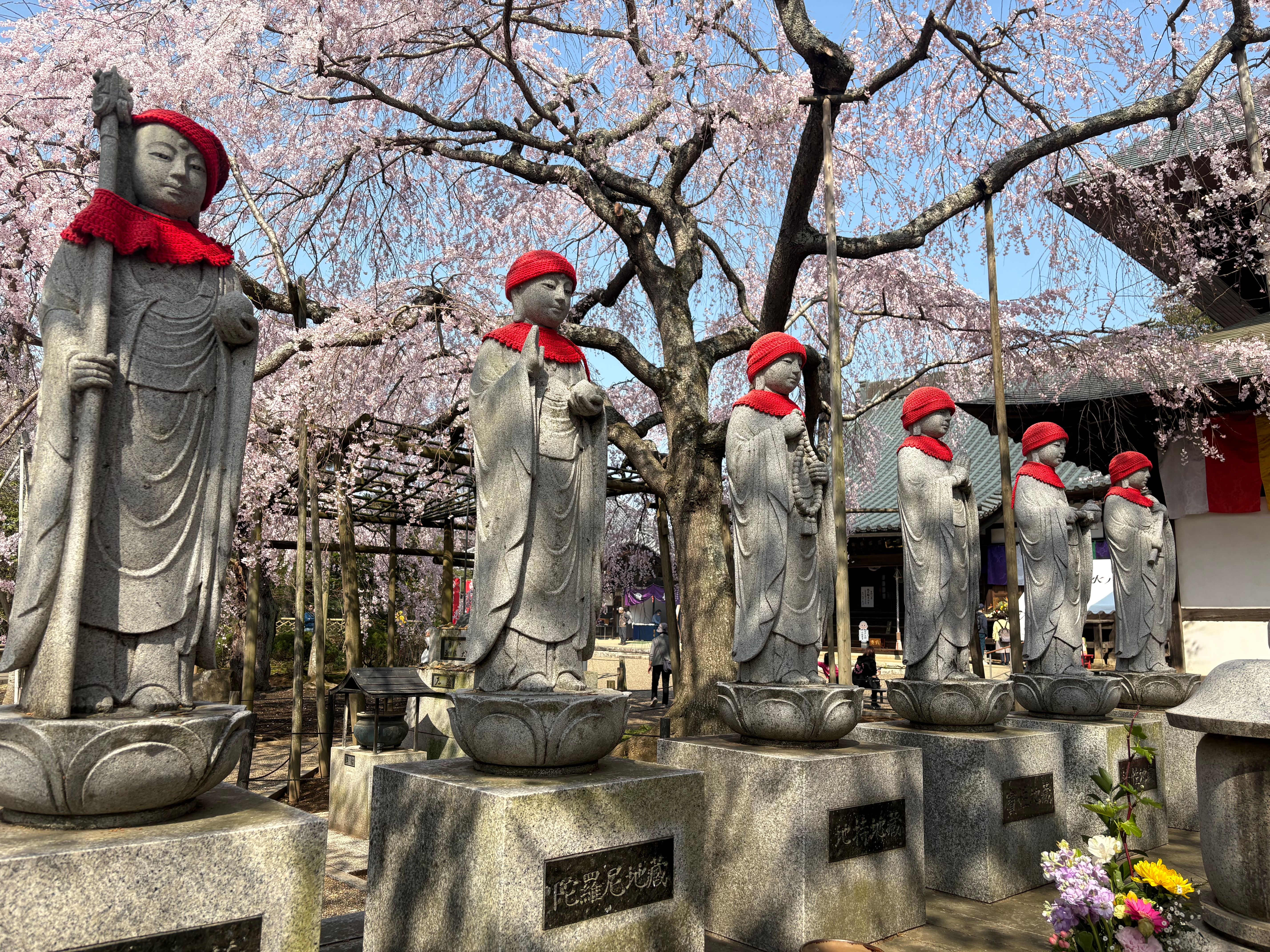 水戸大師 六地蔵寺の枝垂れ桜｜春を染める絶景 | ひたちなか観光ナビ