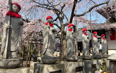 水戸大師 六地蔵寺の枝垂れ桜｜春を染める絶景