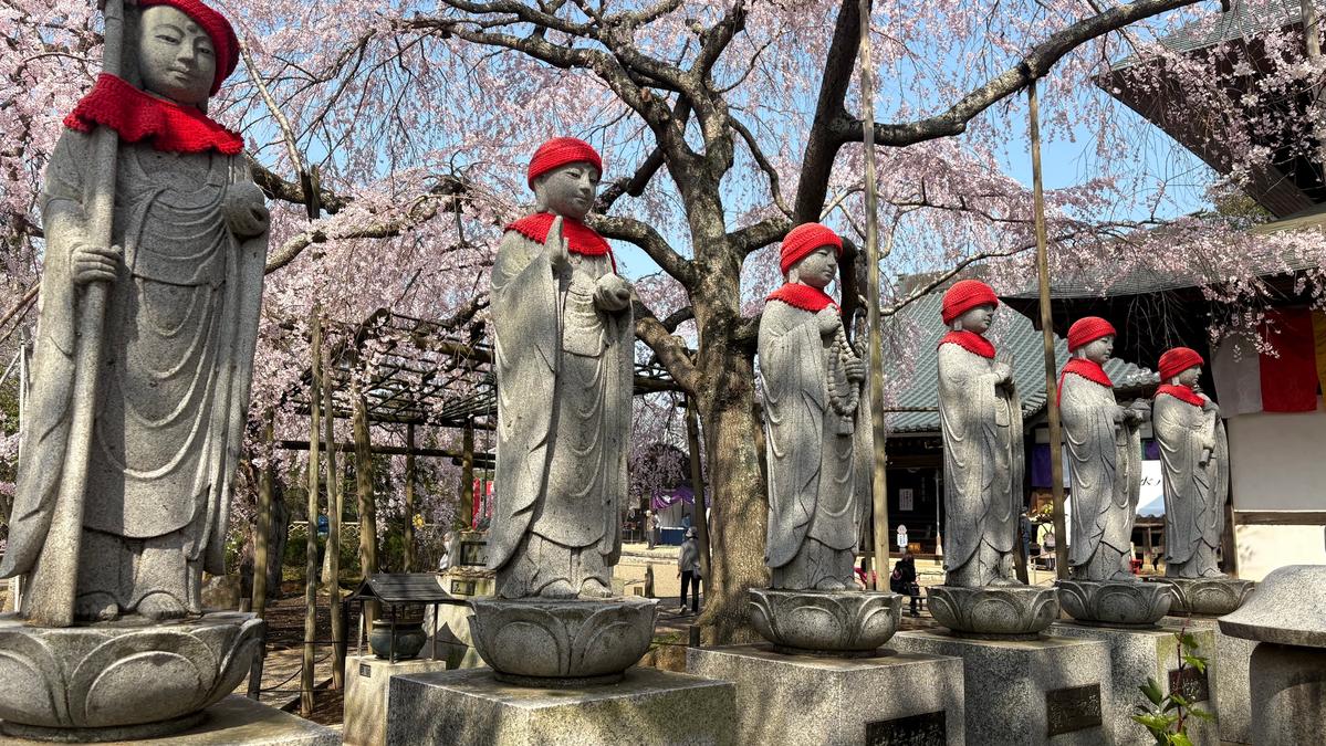 Mito Daishi Rokujizō-ji's Weeping Cherry Blossoms | Stunning