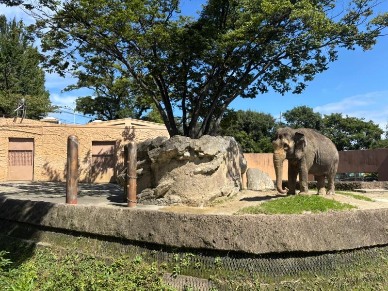 かみね動物園のアジアゾウ