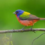 Philadelphia's Most Colorful Winter Visitor Is Back — For the Fourth Year Running