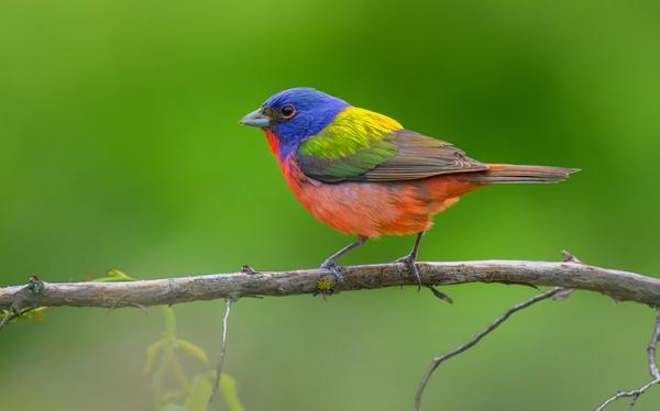 Philadelphia's Most Colorful Winter Visitor Is Back — For the Fourth Year Running