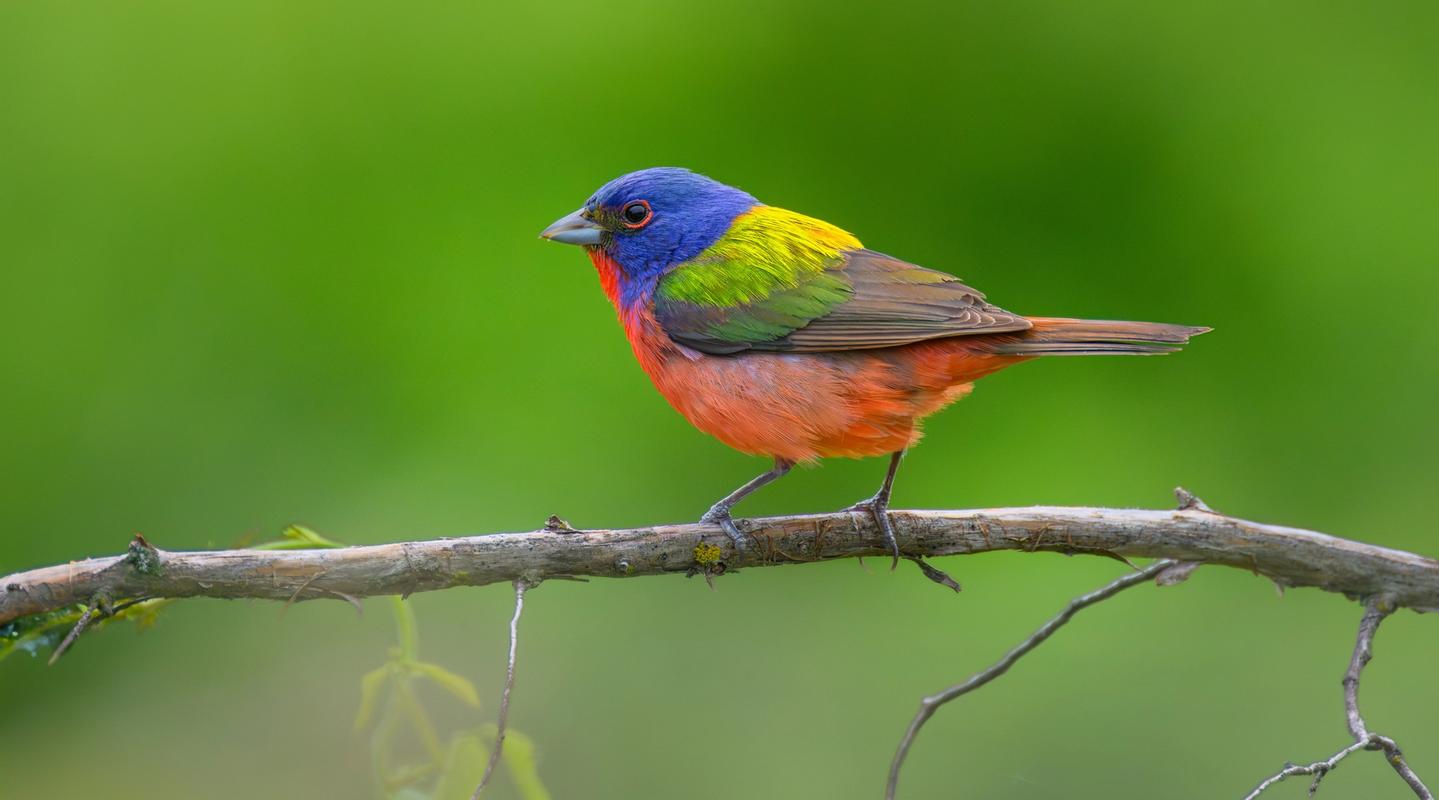 Philadelphia's Most Colorful Winter Visitor Is Back — For the Fourth Year Running