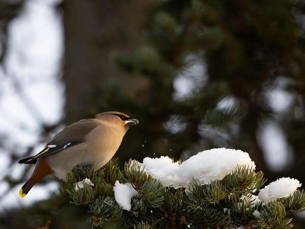 Bohemian Waxwing