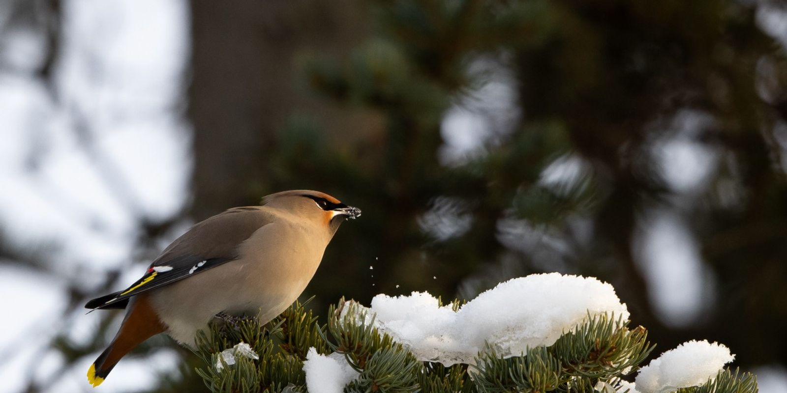 Bohemian Waxwing — photo