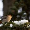 Bohemian Waxwing