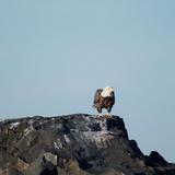 Finding Your Roost: The Story Behind It All