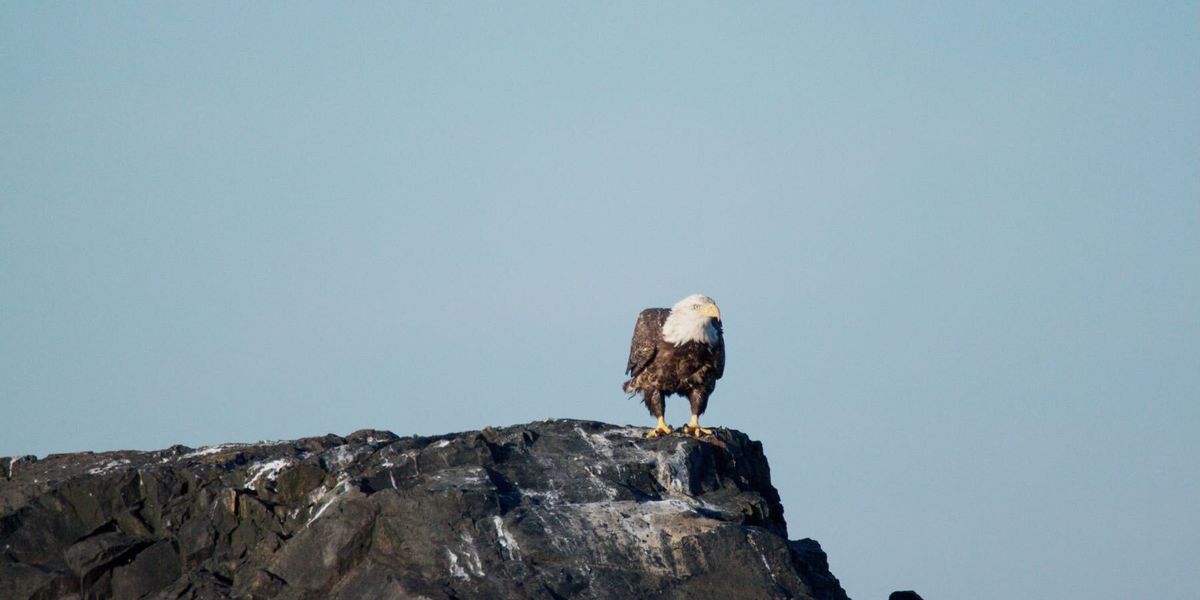 Finding Your Roost: The Story Behind It All