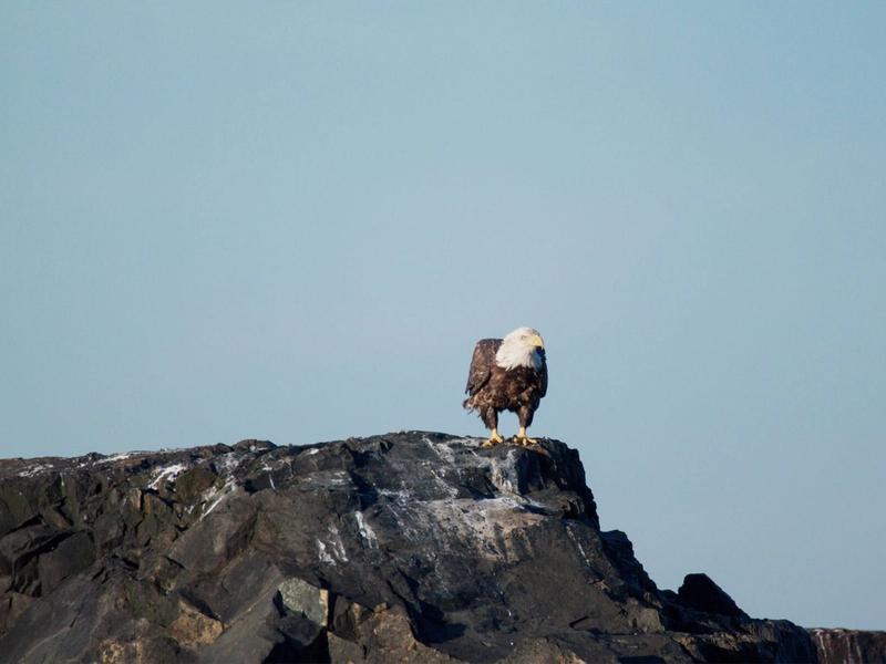 Finding Your Roost: The Story Behind It All