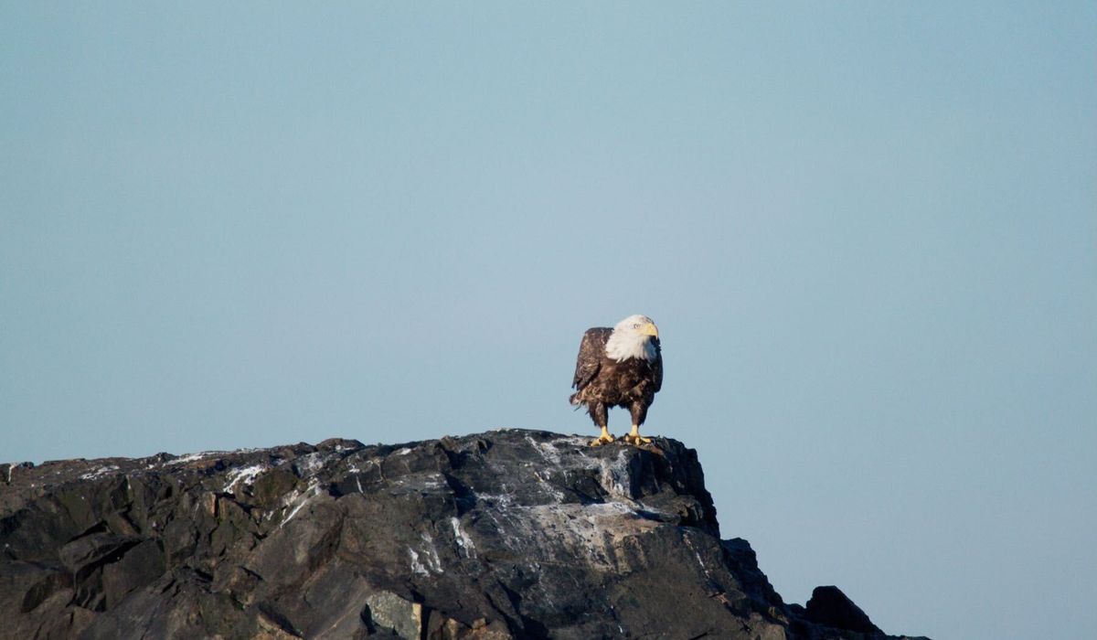 Finding Your Roost: The Story Behind It All