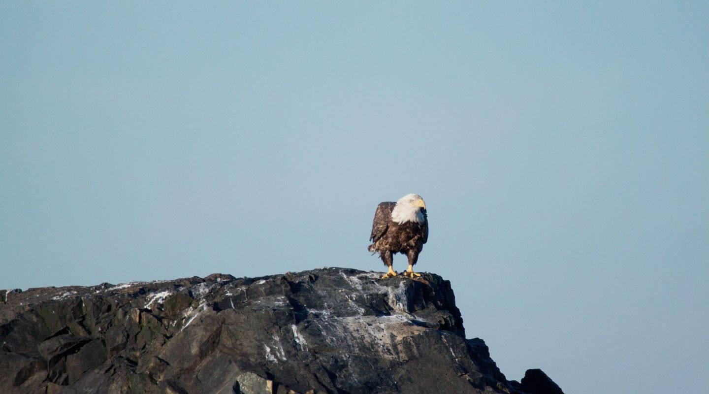 Finding Your Roost: The Story Behind It All