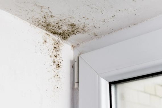 mouldy corner of a room by a window