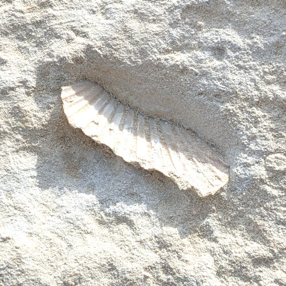 Show image