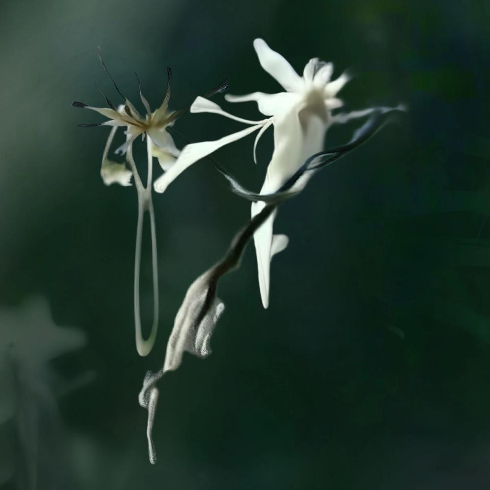 Show image