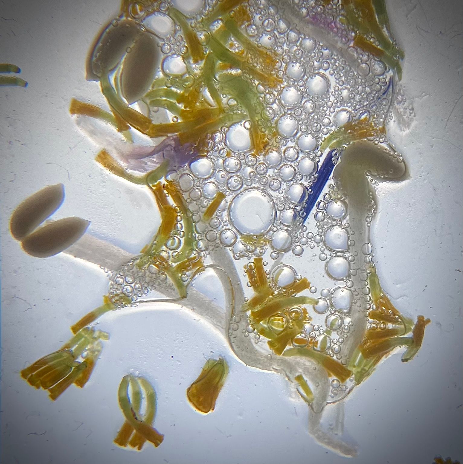 Show image