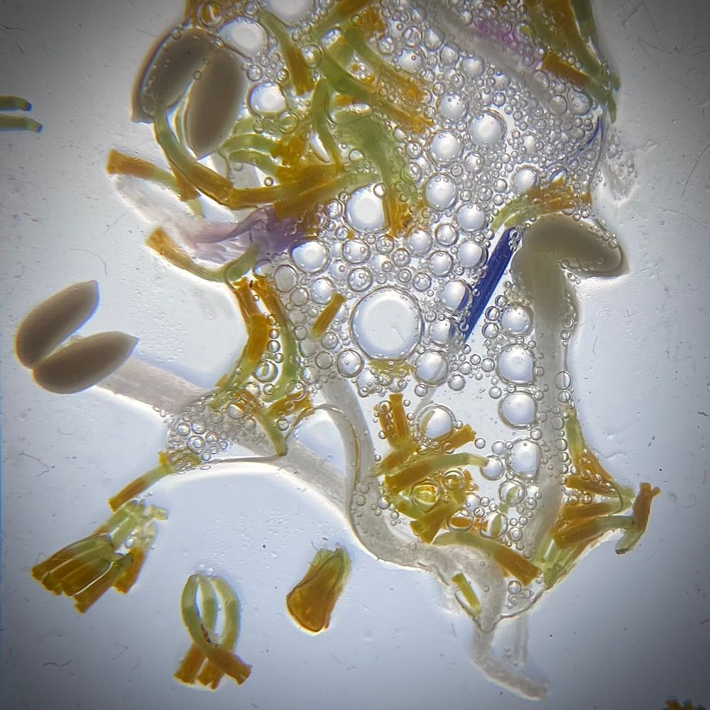 Show image