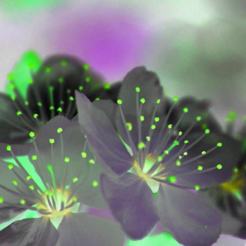 Show image