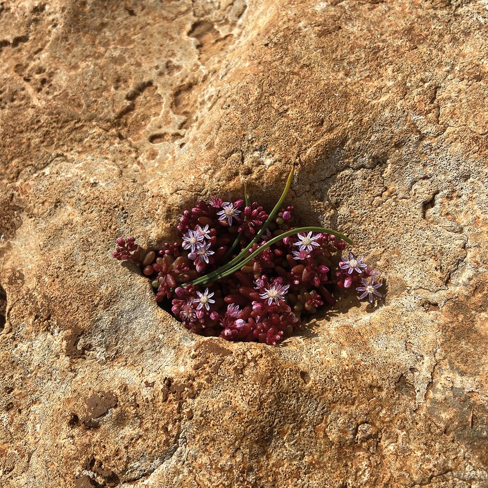 Show image