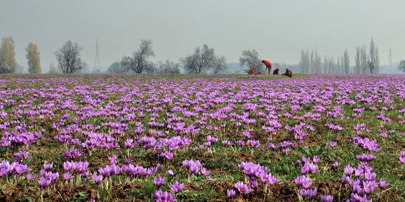 Purple saffron fields in Pampore Kashmir during flowering season