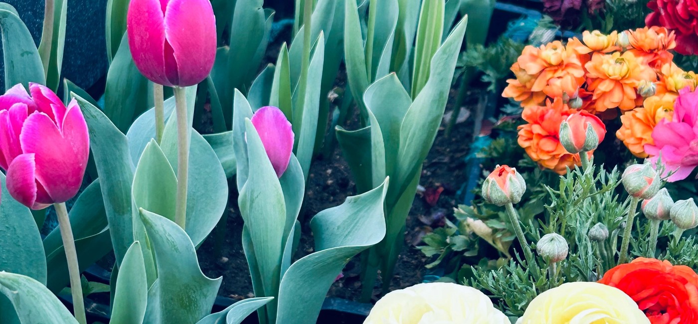 Vibrant tulips in full bloom at the Indira Gandhi Memorial Tulip Garden in Srinagar, Kashmir, with Dal Lake and snow-covered Zabarwan mountains visible in the background during spring 2026
