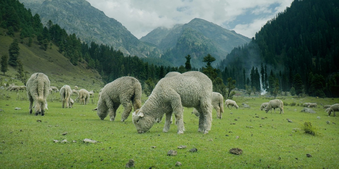 Scenic Pahalgam Kashmir valley with sheep grazing in green Himalayan meadows