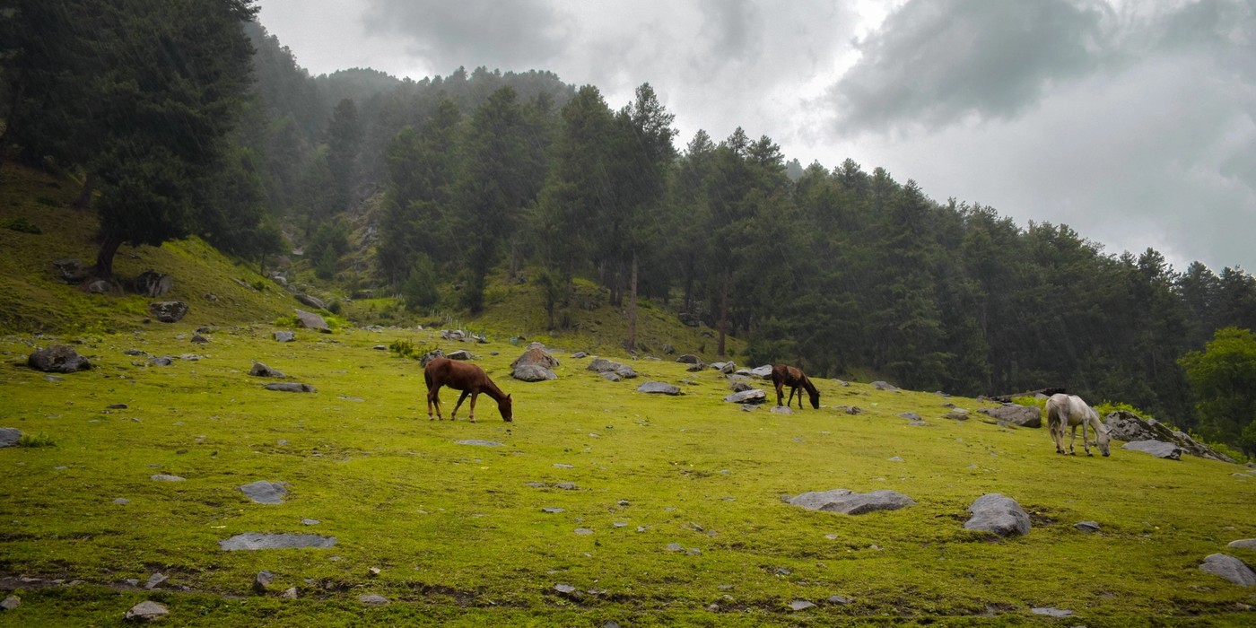 Yousmarg green meadows and pine forests in Kashmir