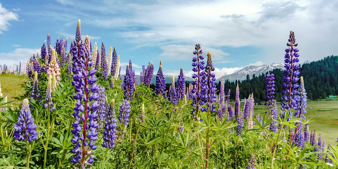 Kashmir wildflower meadows and mountains β Grand Kashmir Tour Package