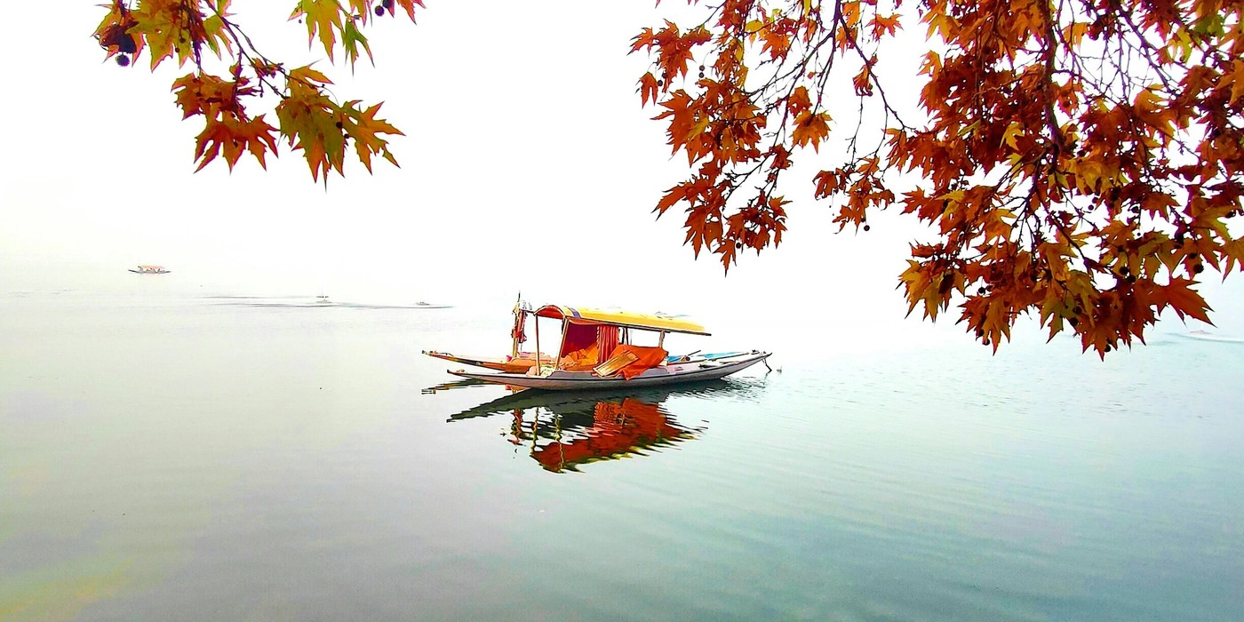 Golden Chinar trees in Srinagar during autumn season in Kashmir