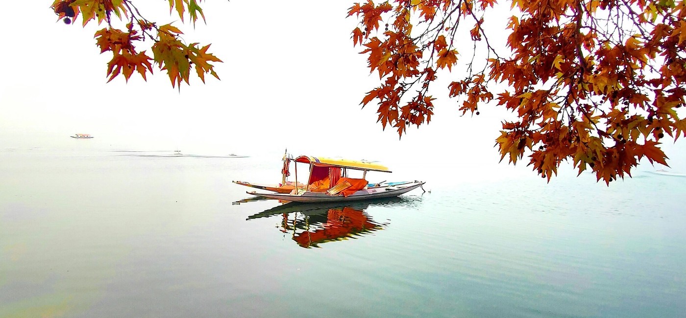 Golden Chinar trees in Srinagar during Kashmir autumn season in October 2026