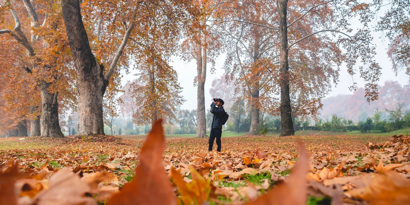 Golden Chinar trees in a Srinagar garden during Kashmir autumn season