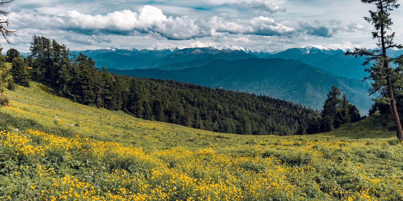 Green meadows and mountain landscapes in Doodhpathri Kashmir