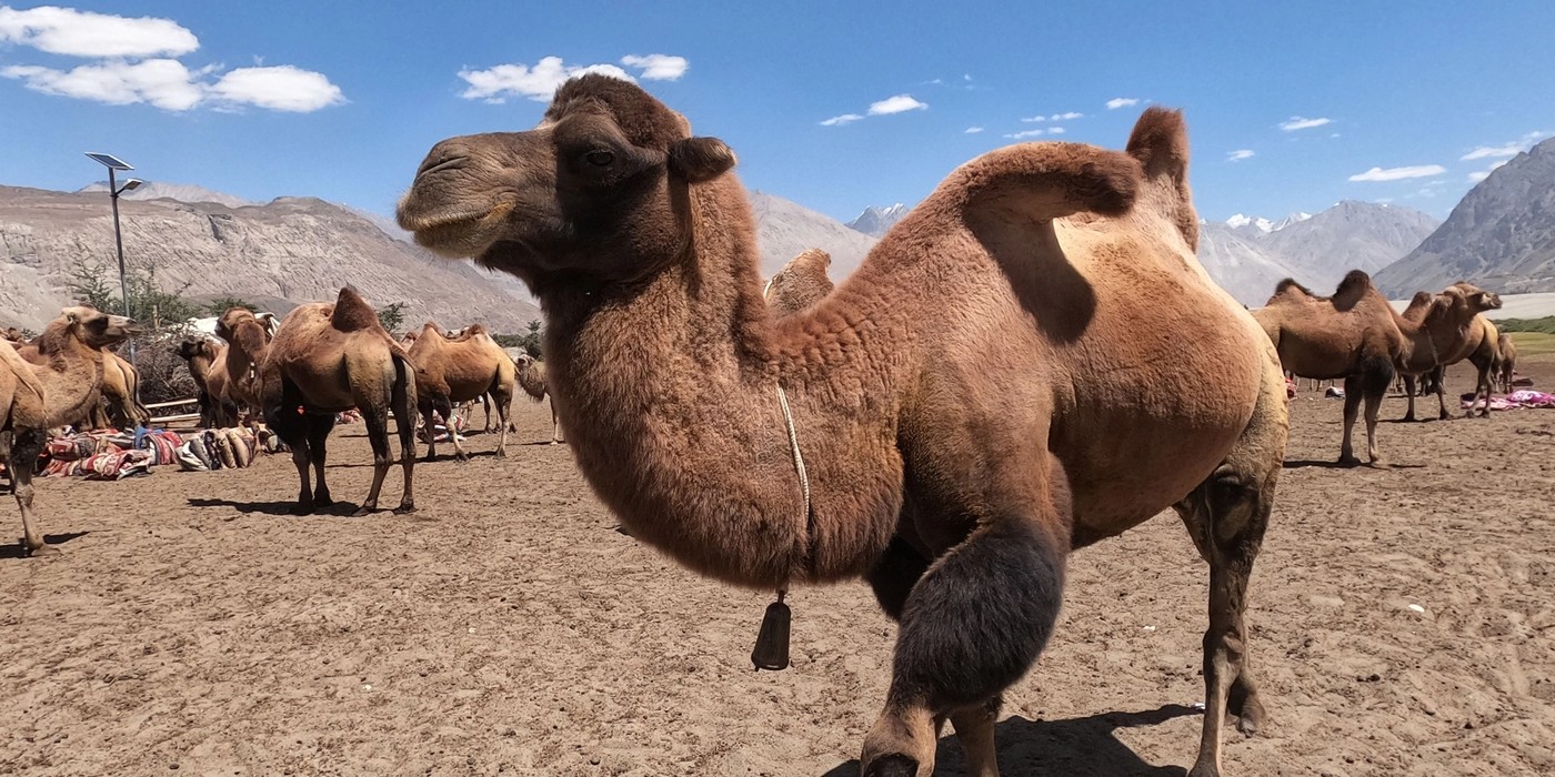 Bactrian camels and sand dunes at Hunder Nubra Valley Ladakh