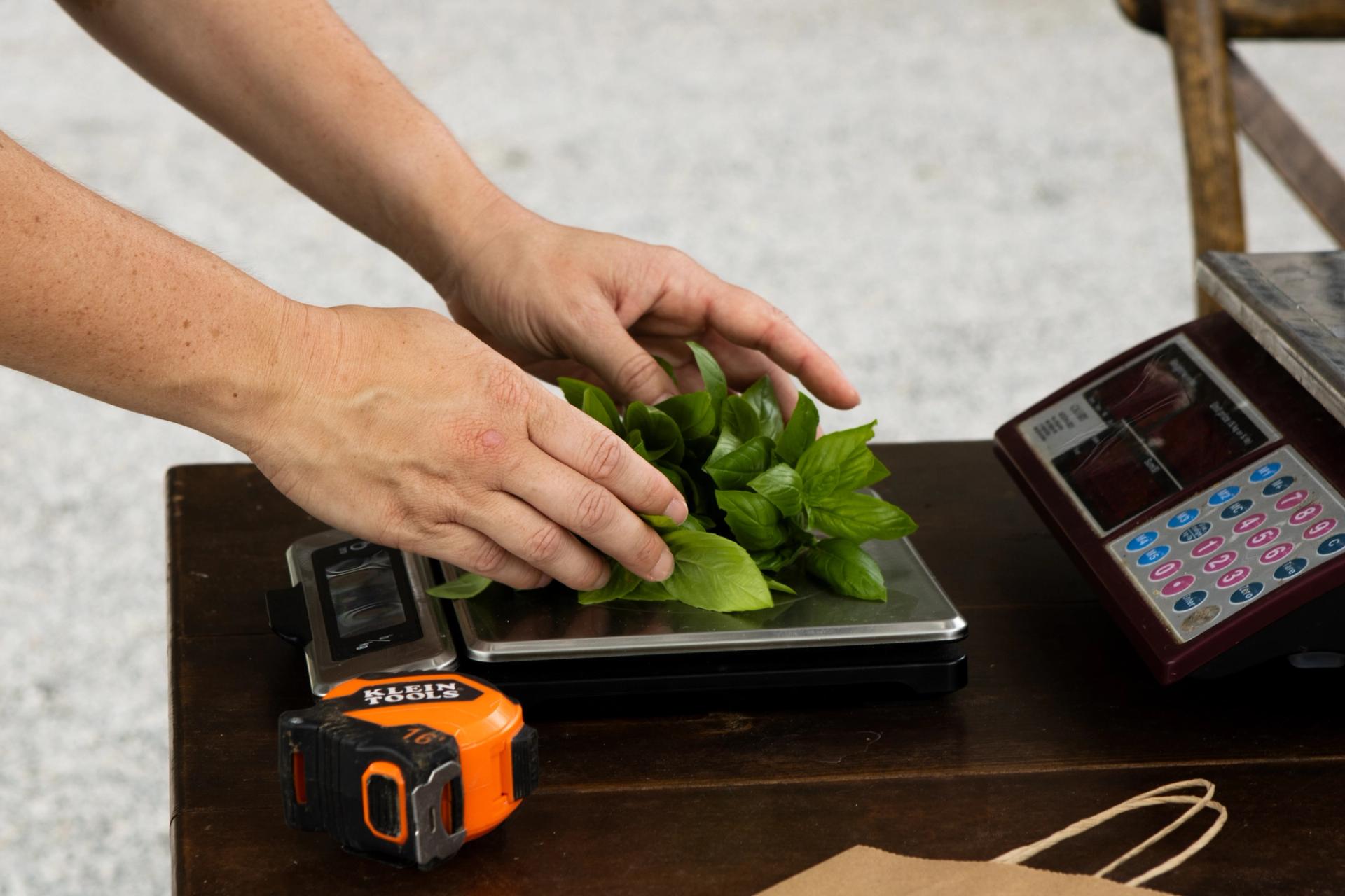 A student weighs basil on a scale.