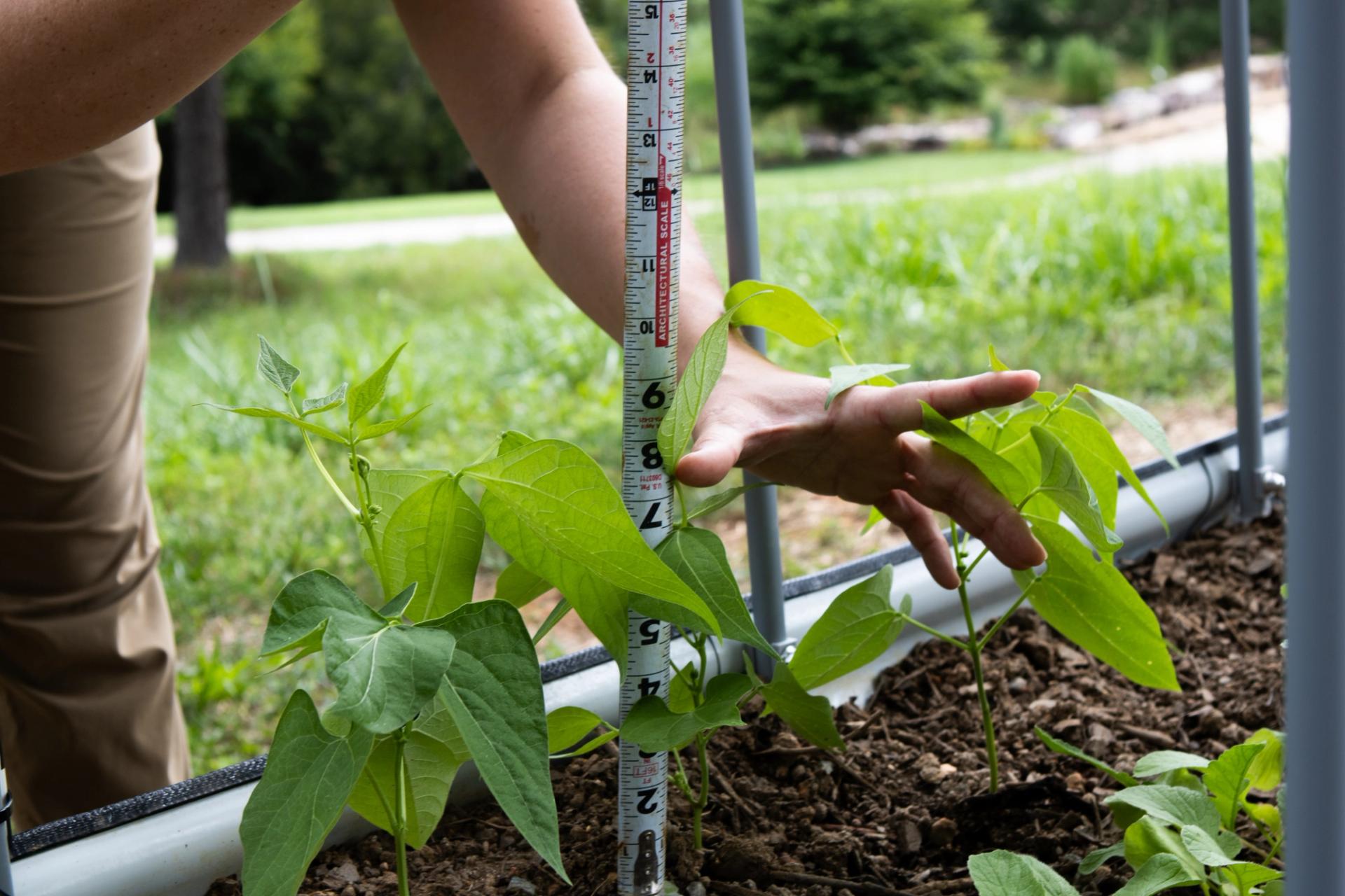 A student measures a crop's height.