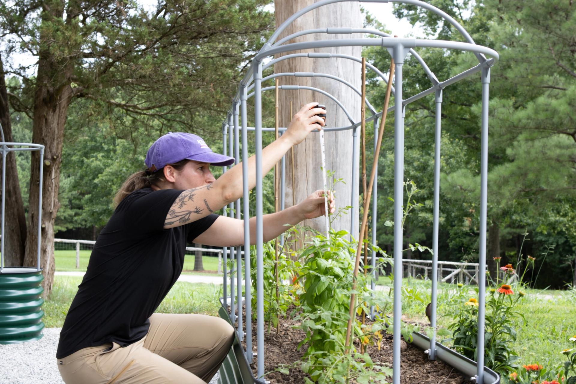 A student measures the height of a crop.