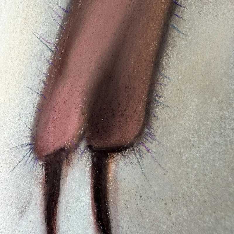 photo of Gravida 1 (detail)