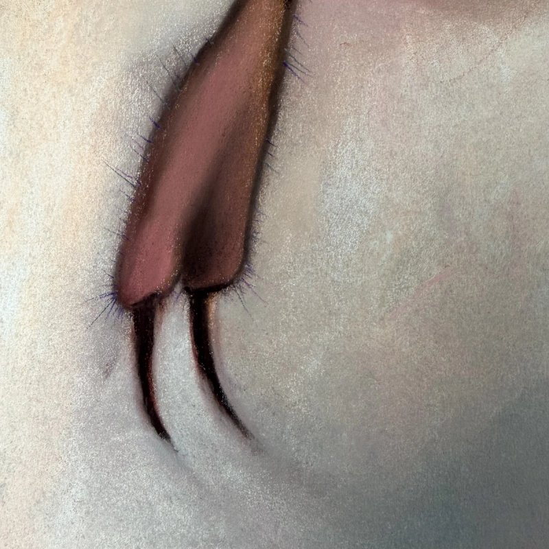 photo of Gravida 1 (detail)