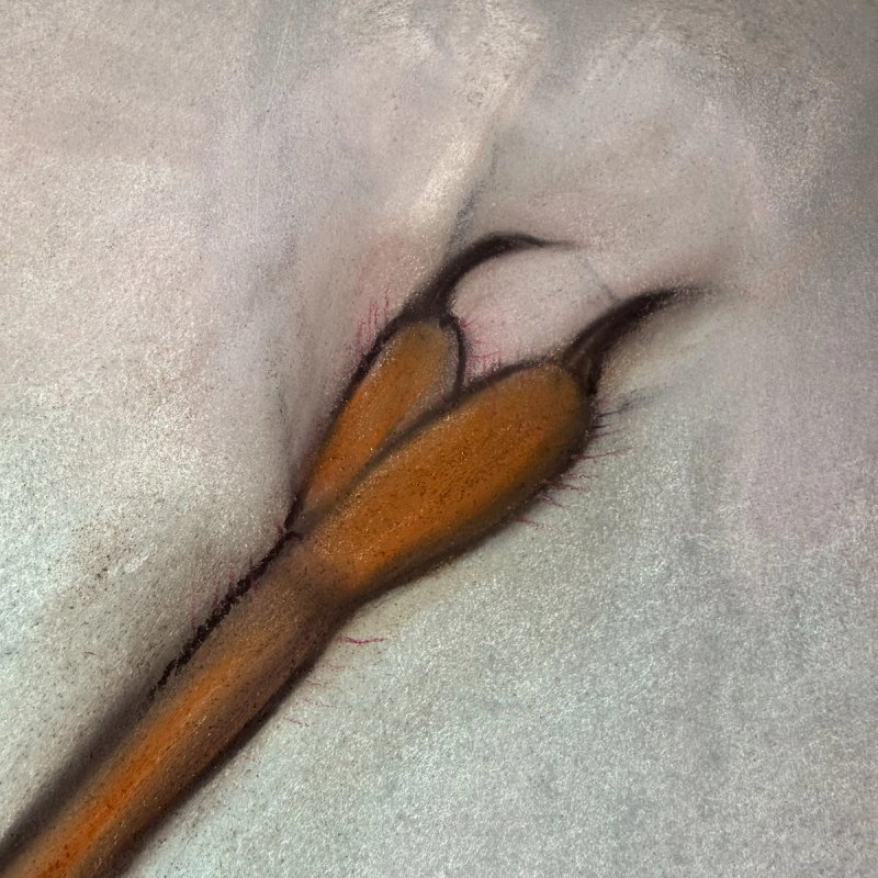 photo of Gravida 1 (detail)