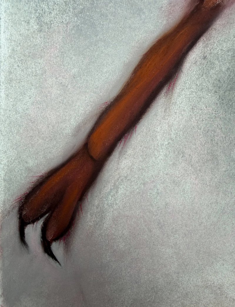 photo of Gravida 1 (detail)