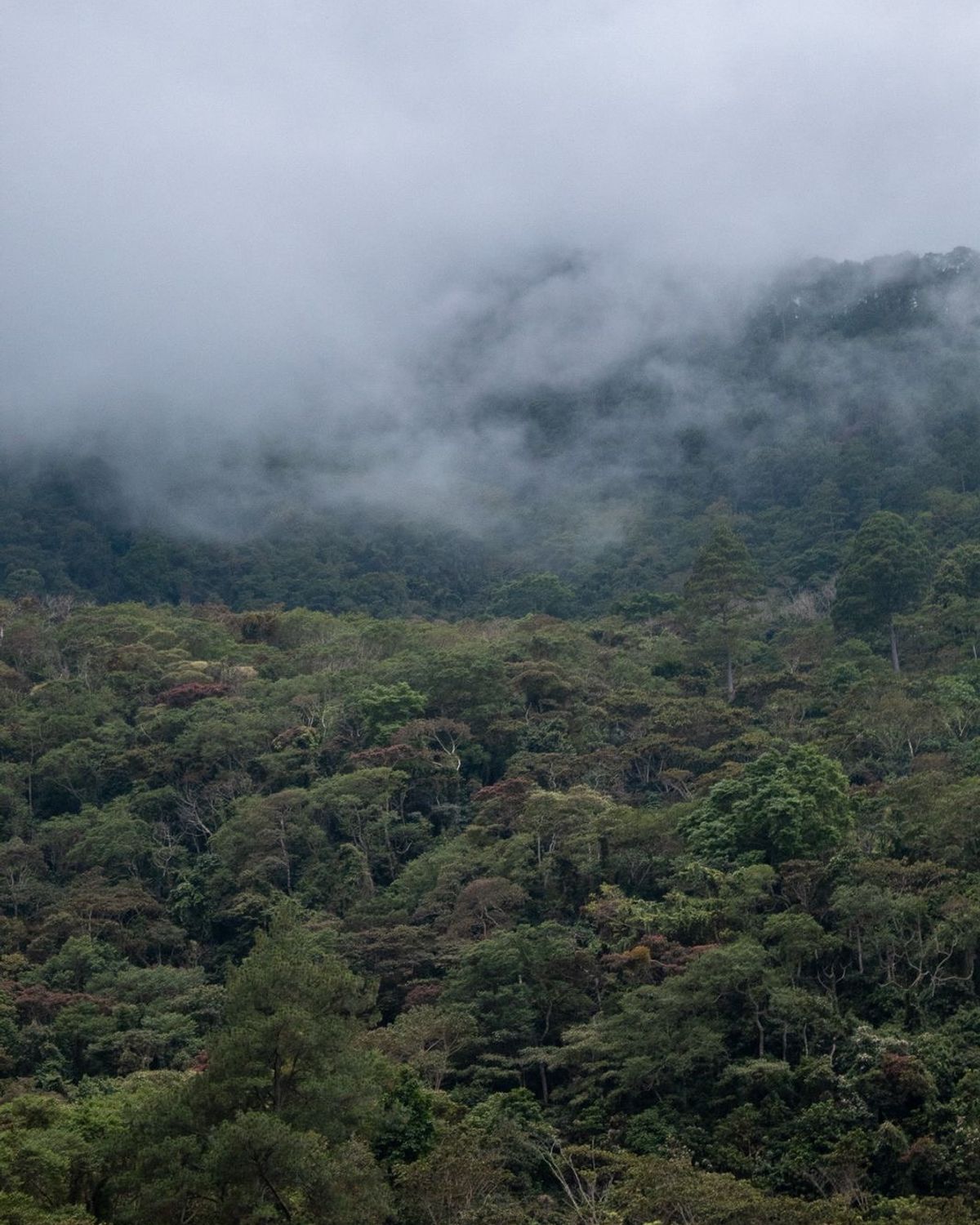 Chocolate Yajalón region