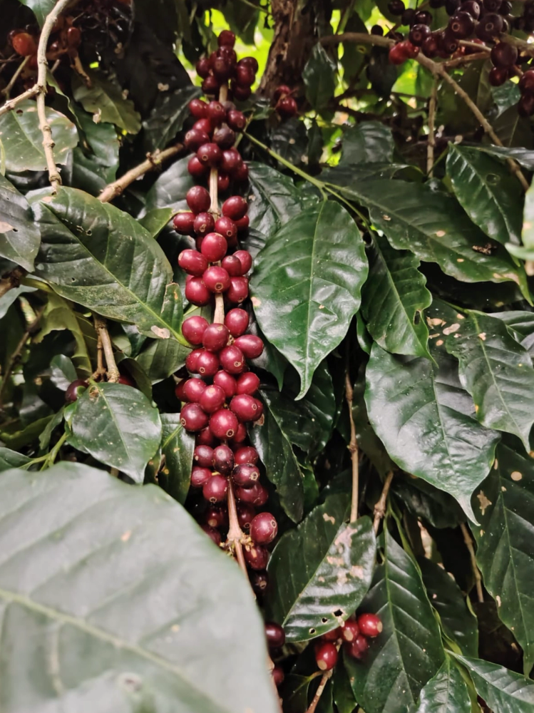 Finca Nevería